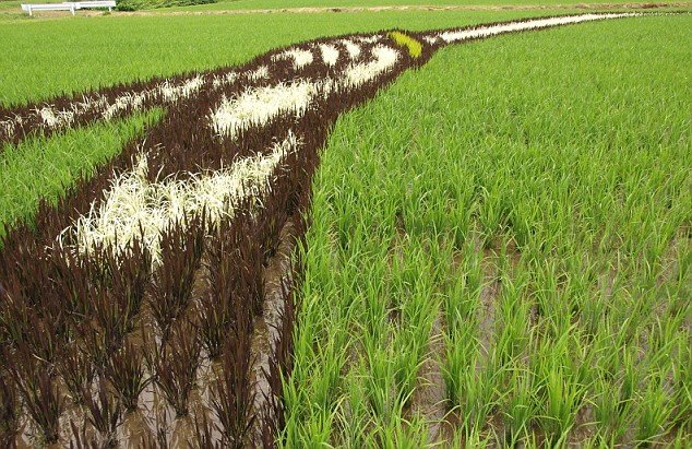 Campos de arroz 014